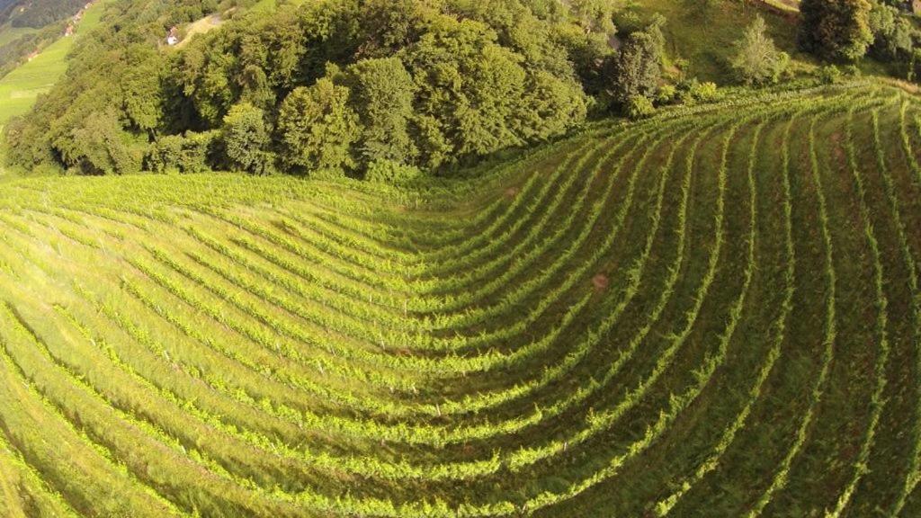 Weingut Albert, Familie Cramer Bed & Breakfast Kitzeck im Sausal Eksteriør bilde