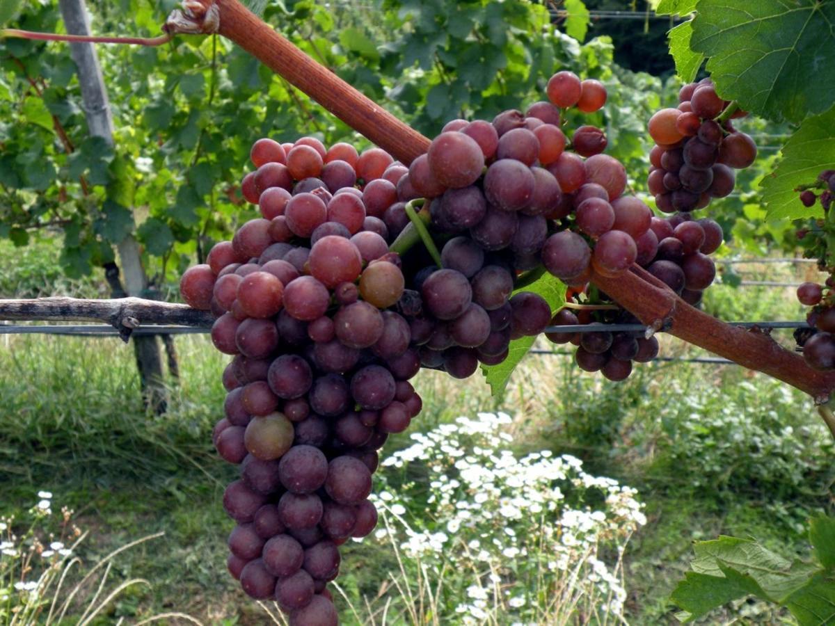 Weingut Albert, Familie Cramer Bed & Breakfast Kitzeck im Sausal Eksteriør bilde